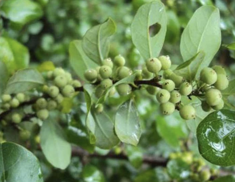 Guggul Commiphora wightii resin extract