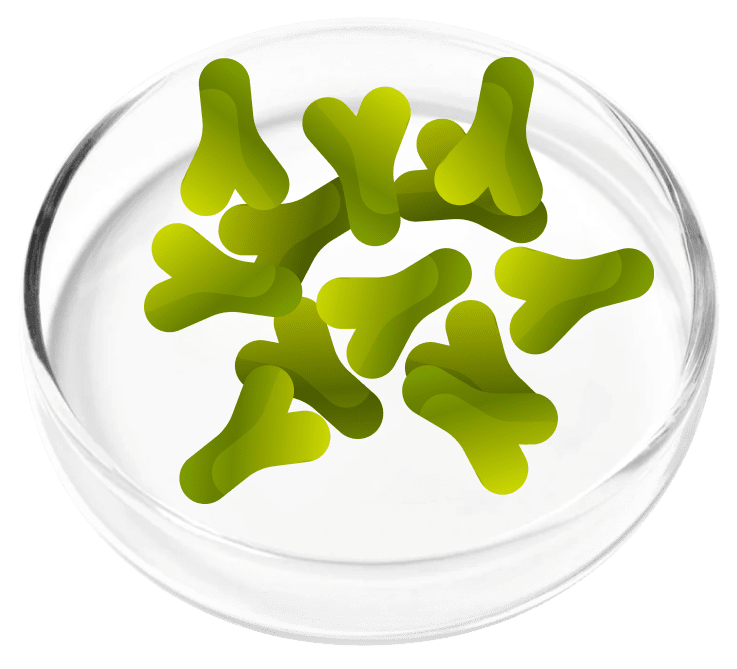 Lactobacillus Acidophilus