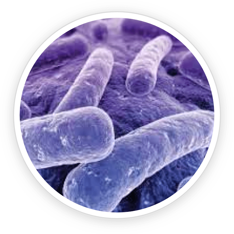 B.lactis BL-04 probiotic strain
