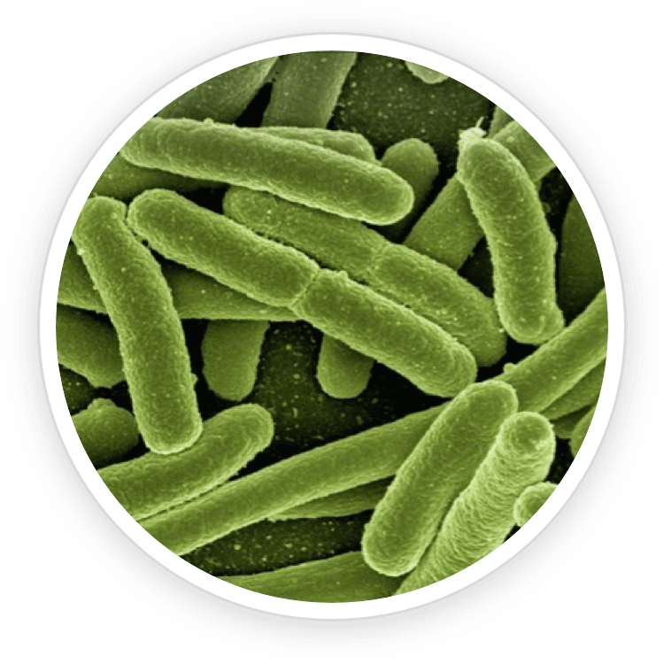Lactobacillus Reuteri probiotic strain
