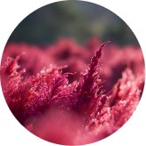 Vision Defense Matrix astaxanthin