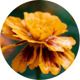 Macular protection lutein zeaxanthin